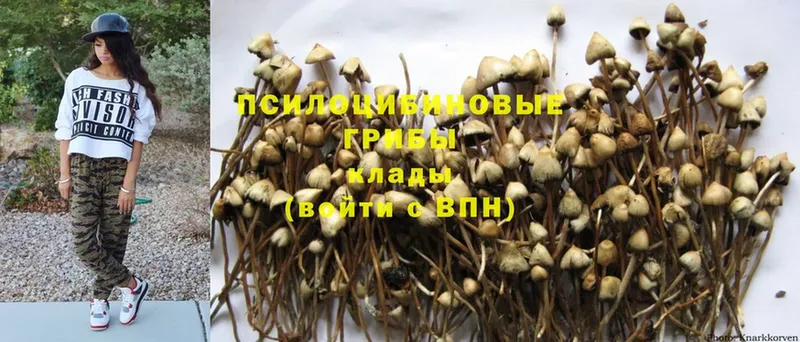 кракен ТОР  Заозёрный  Псилоцибиновые грибы Psilocybine cubensis 